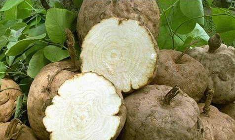 葛根的养生功效,葛根的七大功效是什么