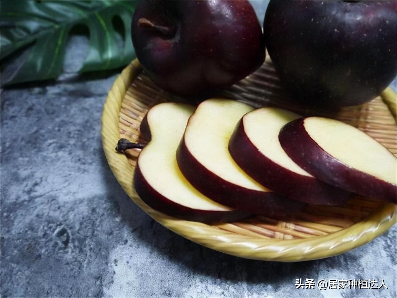 湖北适合种植的耐旱耐寒的坚果树,当今既抗寒又耐高温四季常绿树