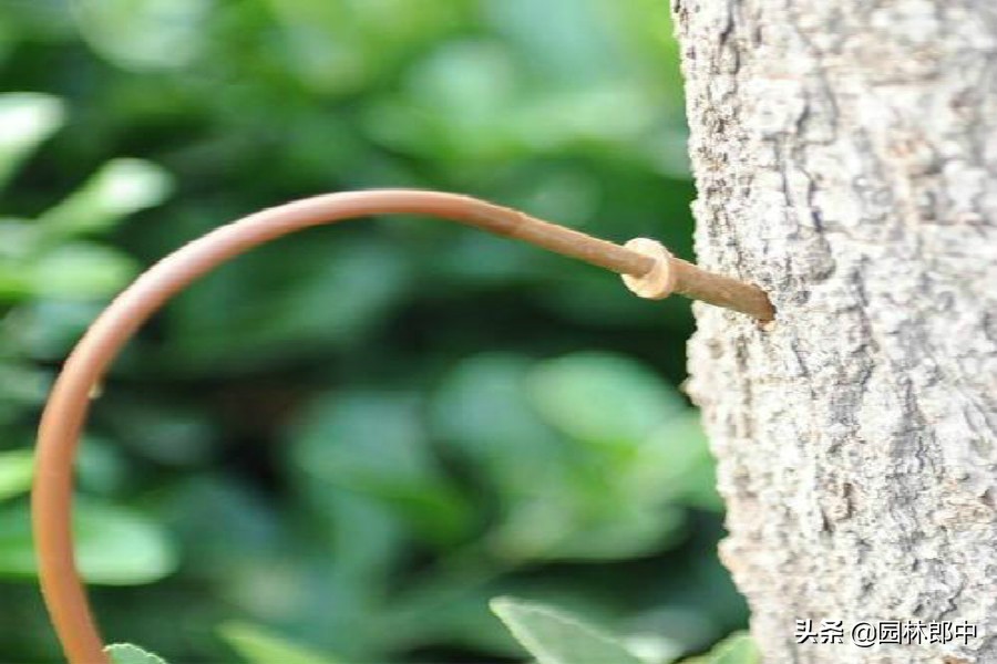树木移植后发的芽要修掉吗,树木移植多久长出新芽