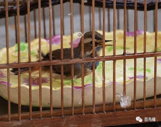 靛颏难养,养靛颏三要素