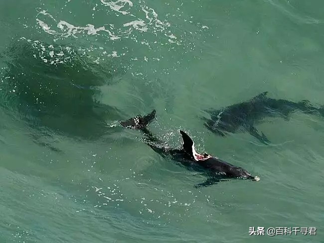科普鲨鱼为什么不吃海豚呢,鲨鱼为什么不吃海豚的真相