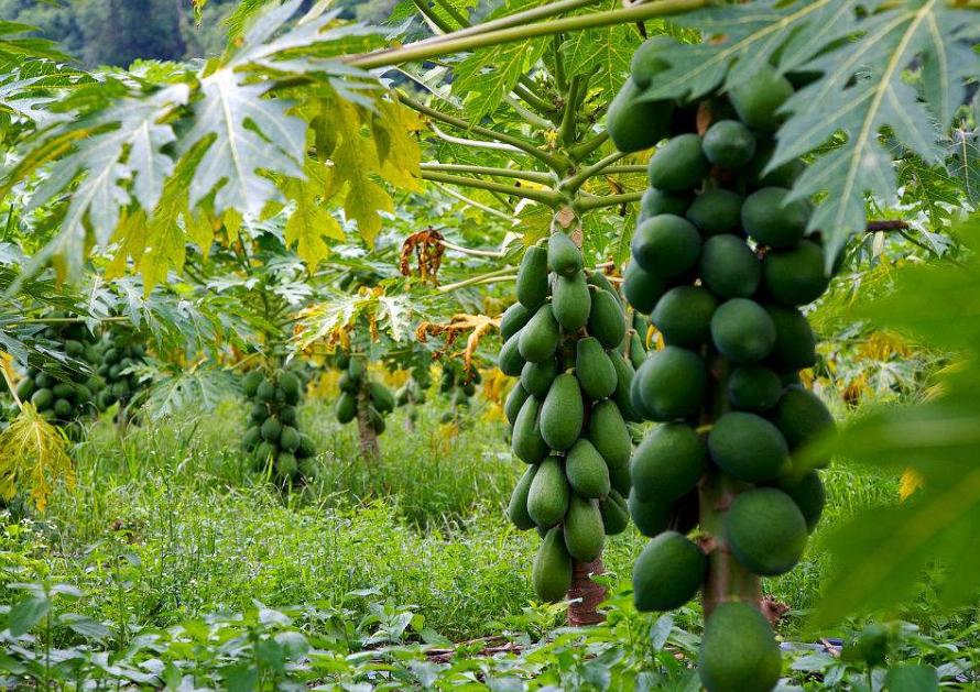 木瓜怎么判断好坏,怎么判断木瓜的成熟程度