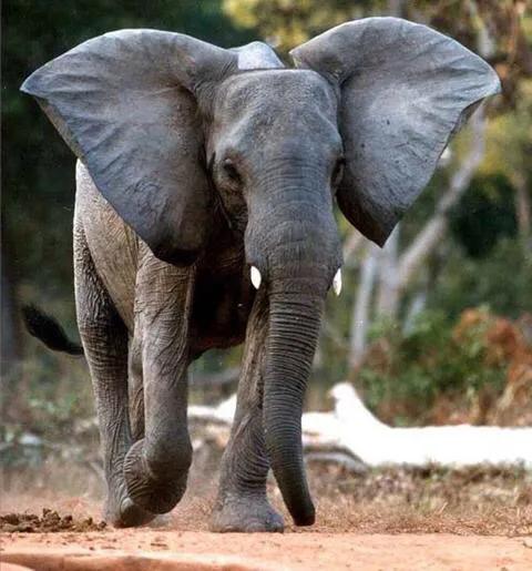 物种起源纪录片,物种的起源全文免费阅读