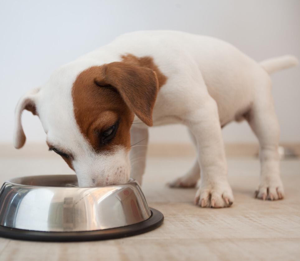 狗狗偏瘦吃什么增重,边牧狗狗偏瘦怎样才能喂胖