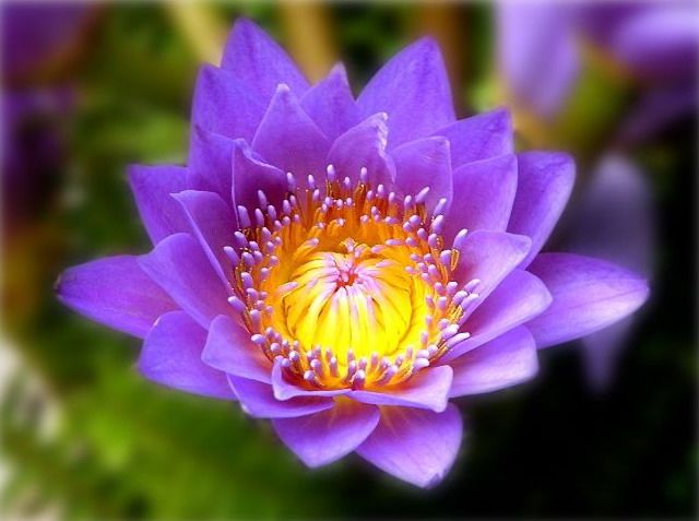 紫清山房琐记(135)栽种睡莲