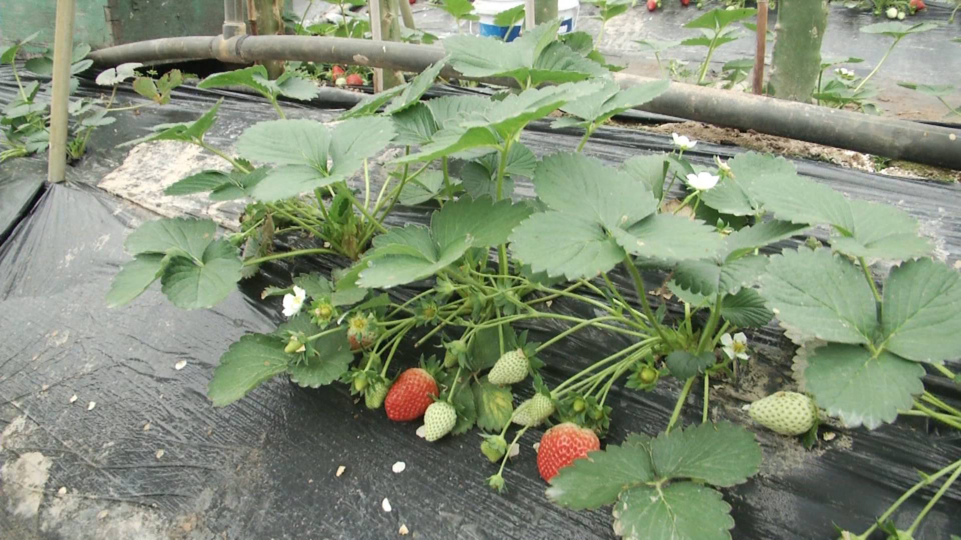 大棚火龙果收获,火龙果套种西瓜大棚