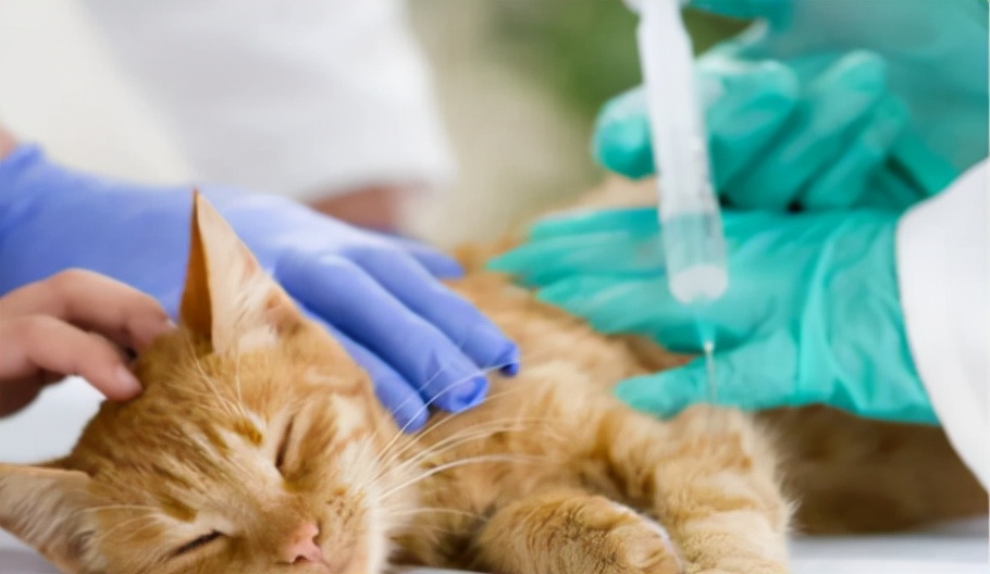 猫突然猝死有先兆吗,猫多久不会猝死