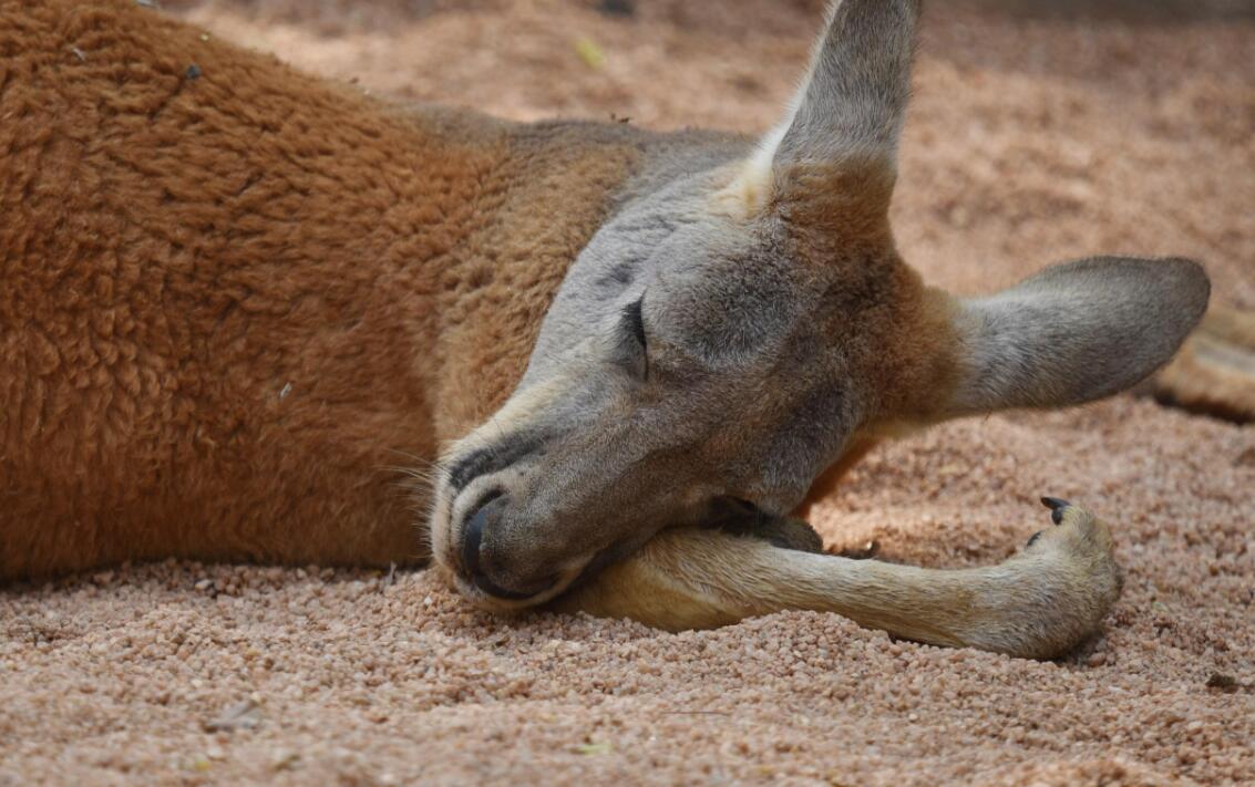 澳洲袋鼠大战,澳大利亚满大街的袋鼠