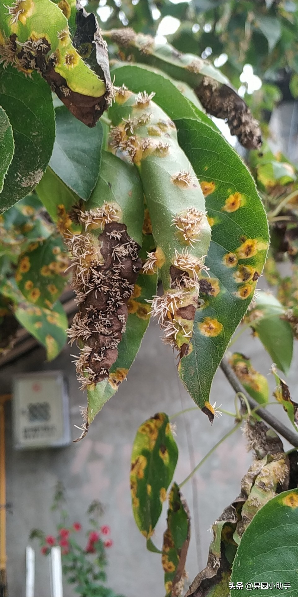 梨树开花时可以打防梨锈病的药吗,为什么梨树喷药了梨锈病更严重