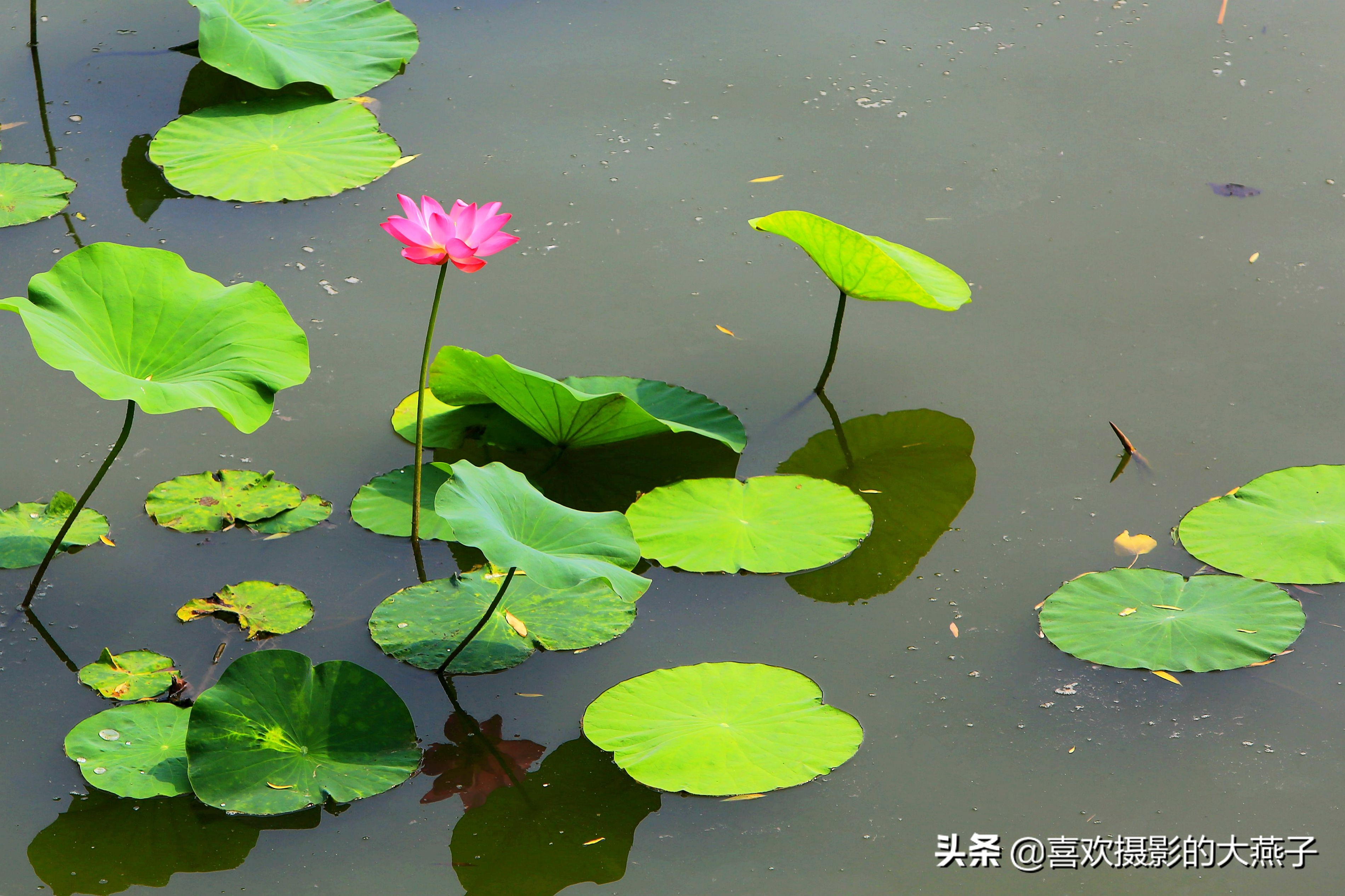 紫竹院京城景区,京城皇家御河紫竹院