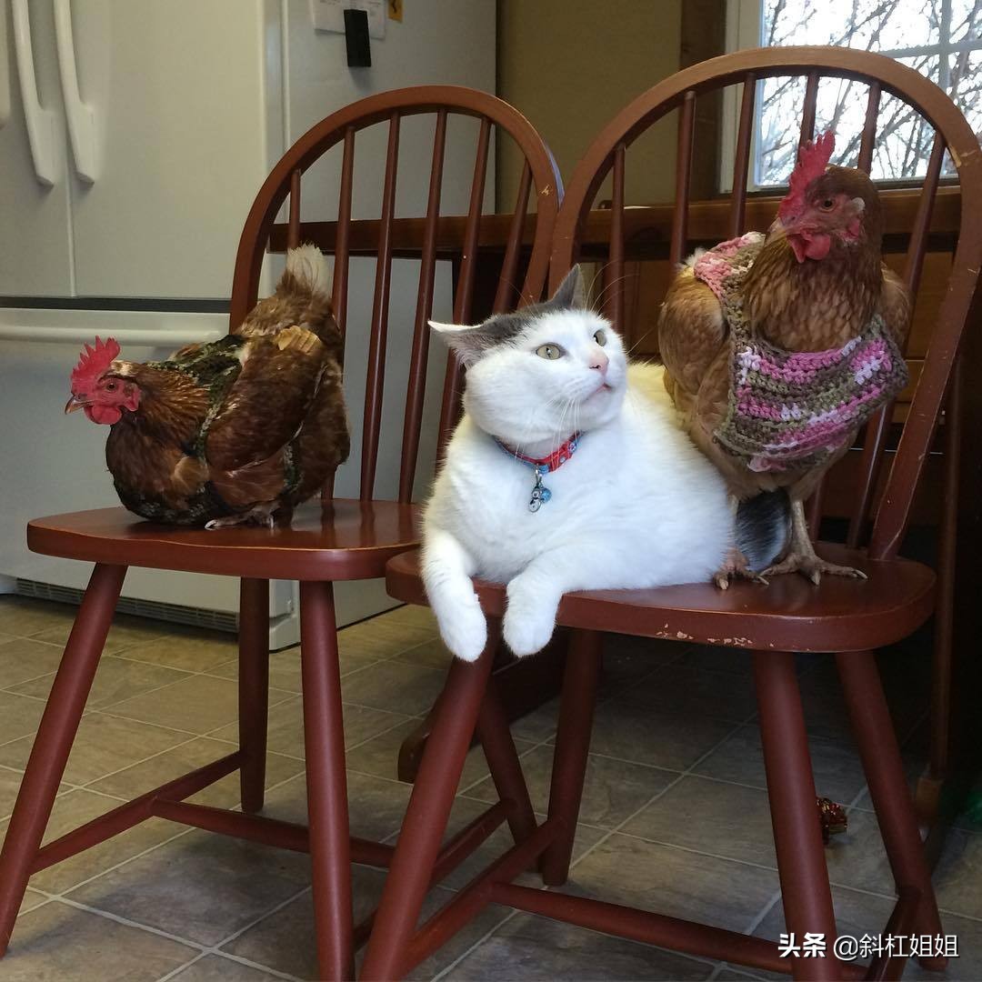 国外一只猫每天自己外出,国外一只猫经常露出奇怪表情