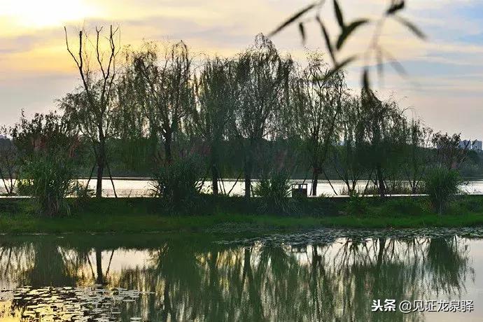 打卡青龙湖湿地公园,青龙湖湿地公园拍照技巧