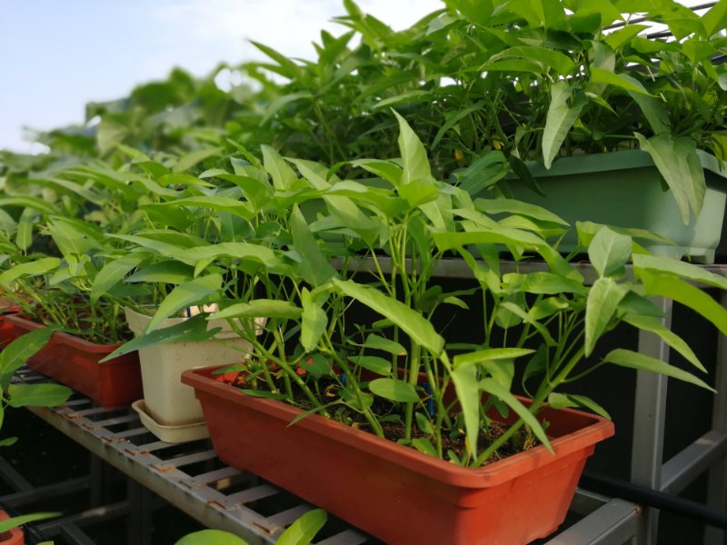 了不起的农耕——冬至富有生活意味的阳台种植