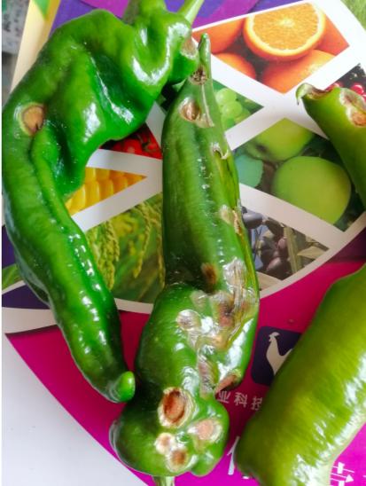 治疗工业辣椒炭疽病的高效农药,辣椒细菌性叶斑病和炭疽病区分