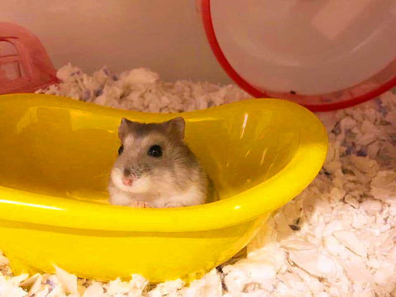 仓鼠外带笼放什么容器比较好,仓鼠笼子如何摆放东西呢