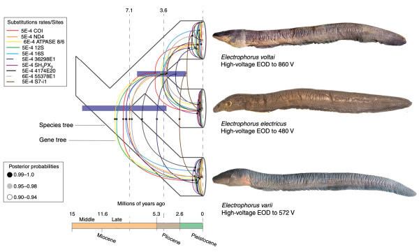 亚马逊最大电鳗的杀伤力,亚马逊新型电鳗