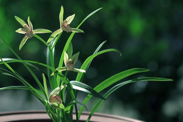 兰草对阳光的需求如何,兰草用植料种植怎么吸收养分