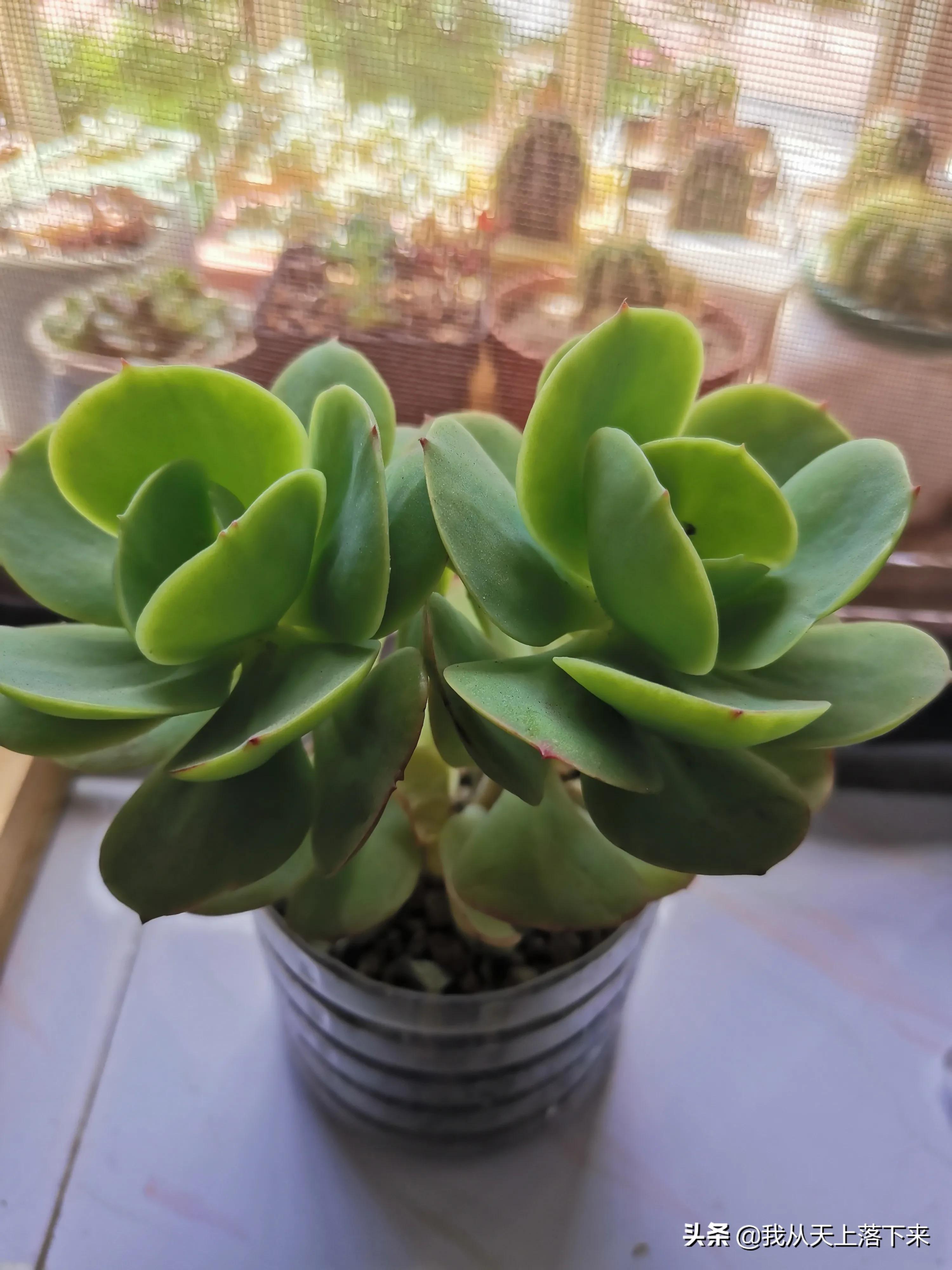 89种常见多肉植物品种图，实物拍摄，还不认识的小伙伴赶紧收藏好