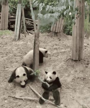 中国大熊猫为什么只有中国有,为什么大熊猫在国内这么受欢迎