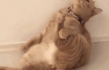 有关猫爪的小知识,关于猫爪的10个有趣的事实