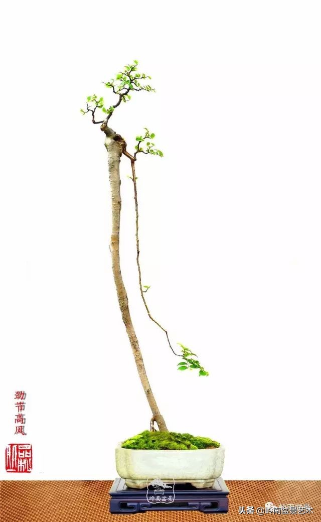 以根代杆下细上粗式盆景图片,十种适合吊着养的盆景