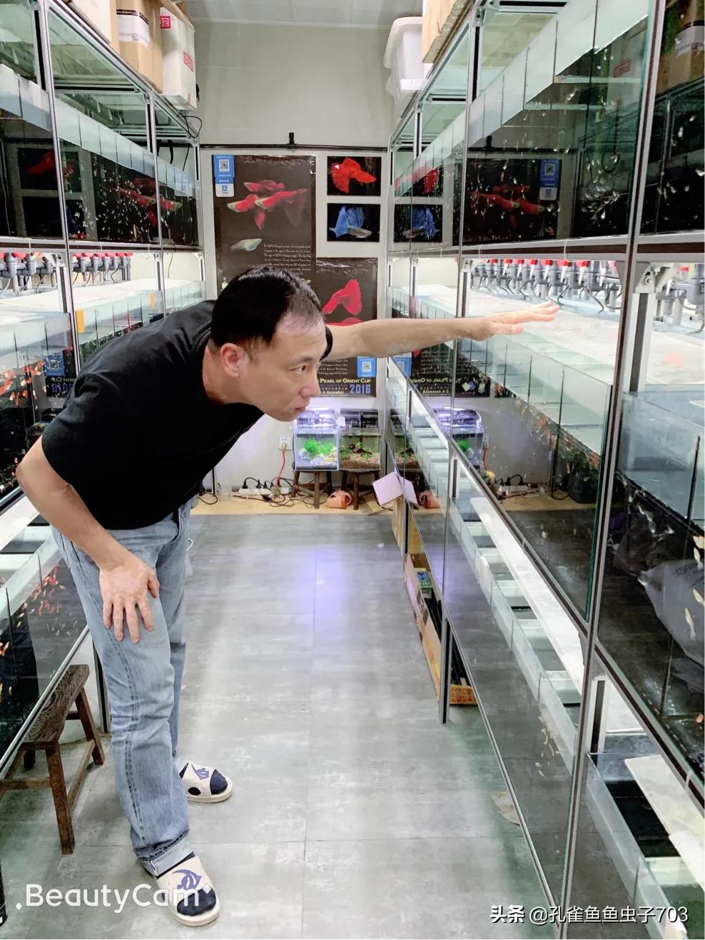 孔雀鱼鱼苗喂什么食物长得快,孔雀鱼需要每天投喂食物吗