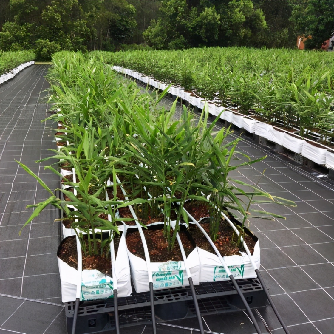 如何在美国种植生姜,露台生姜种植方法图解