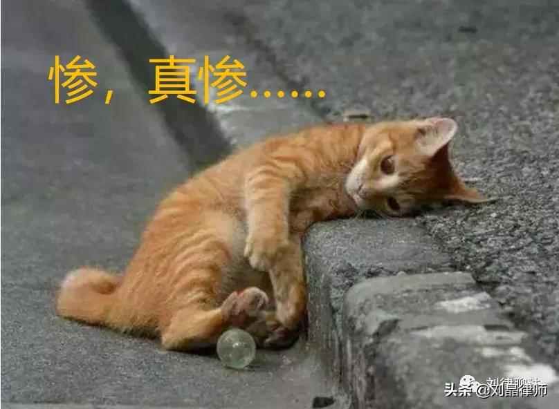 为什么虐待动物不犯法,虐待动物犯法杀动物犯法吗