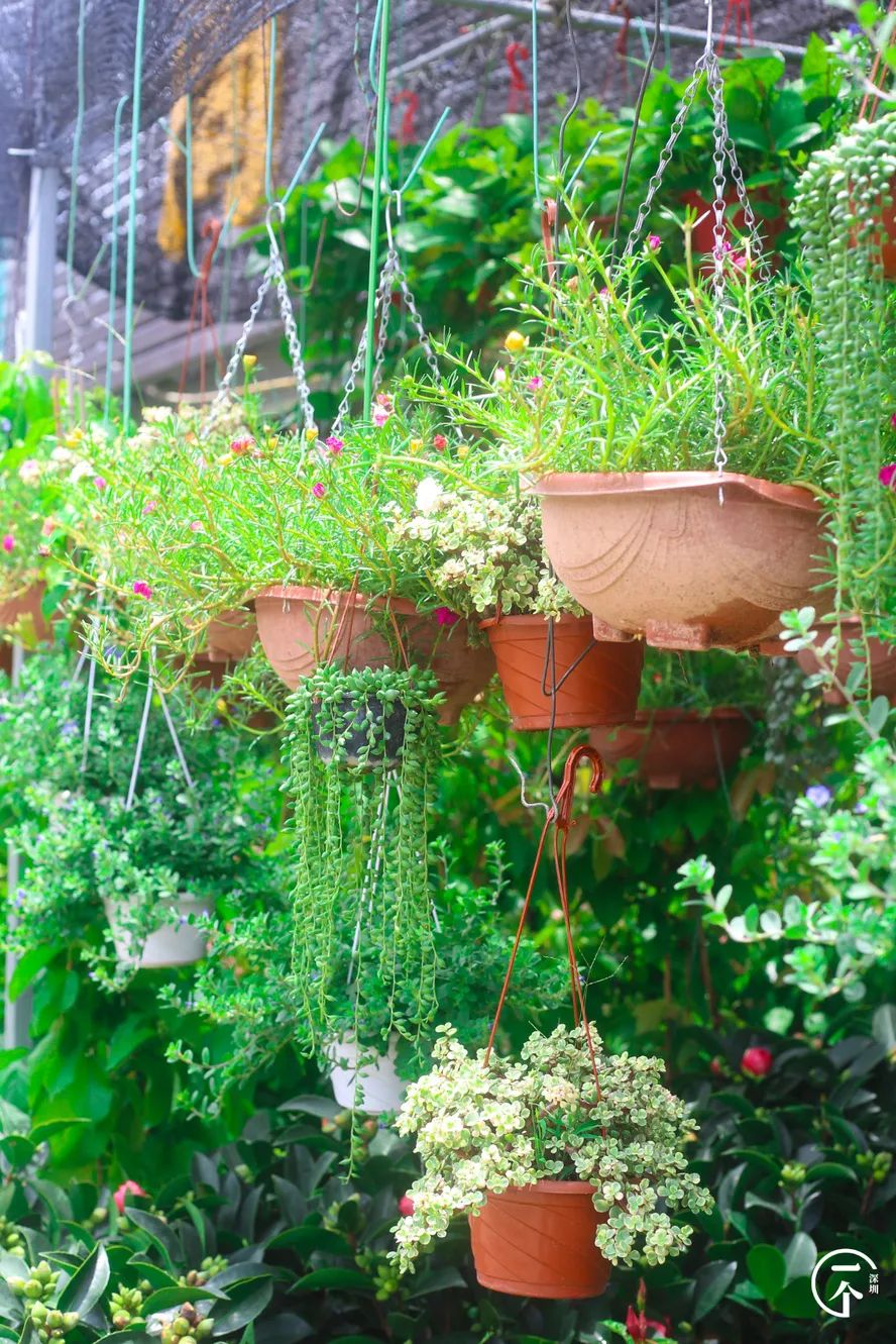 布吉哪里的房租最便宜,布吉房租为什么便宜