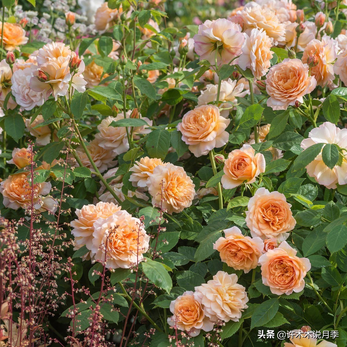 前一段时间买的月季不开花怎么办,月季不开花怎么区分开花颜色