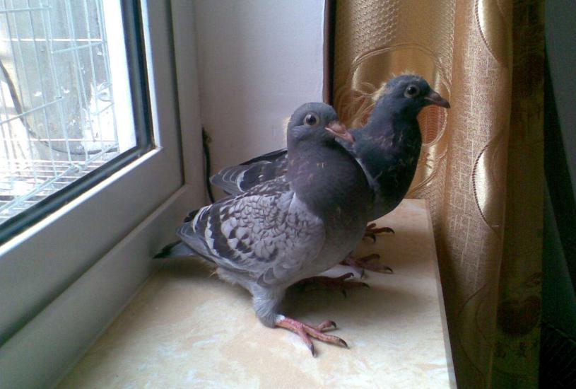 鸽子很瘦不吃食拉绿水便怎么办？新引进的种鸽更要在意细节