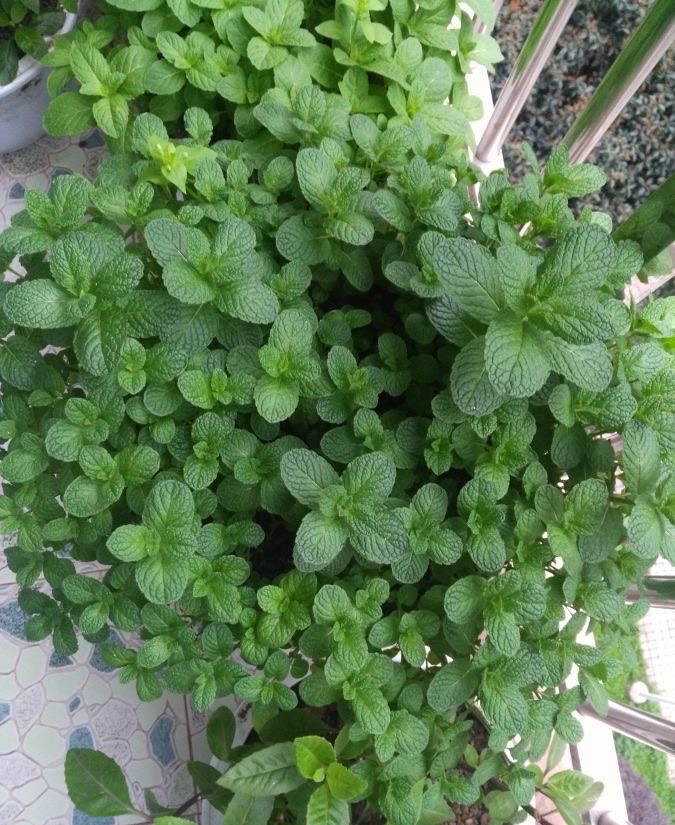 用薄荷种子怎么养出薄荷,薄荷种子一般催芽几天出芽