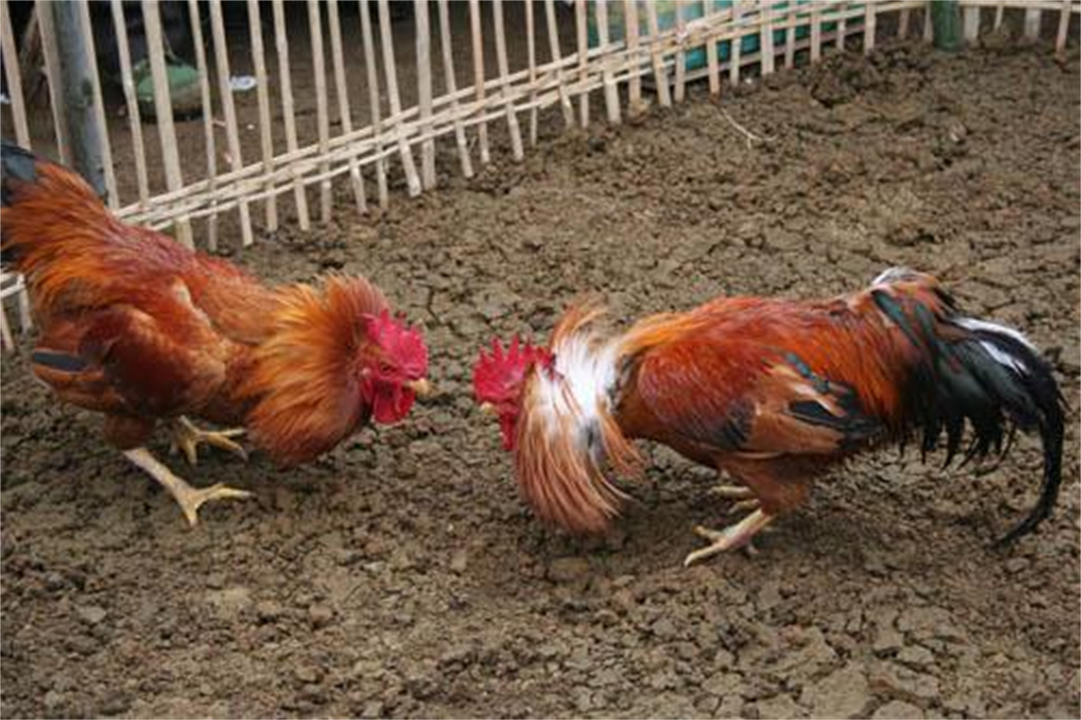 大公鸡吃完蜈蚣变得很凶,大公鸡经常吃蜈蚣会有什么变化