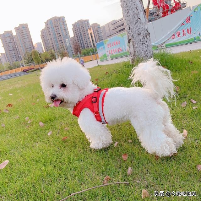 比熊狗拉肚子怎么办,比熊狗狗拉稀便怎么办