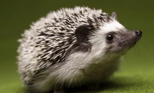 刺猬浑身都是宝,刺猬养殖的方法及注意事项