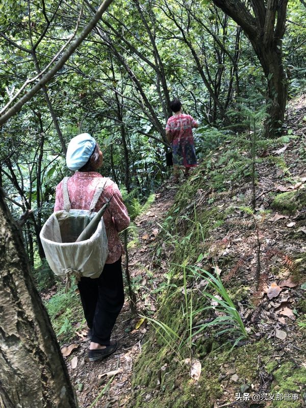 贵州仓更板栗基地地址,贵州板栗在哪里