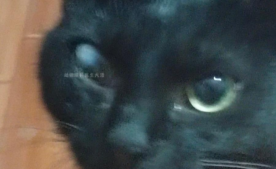 猫咪眼睛穿孔滴什么药,猫咪角膜穿孔