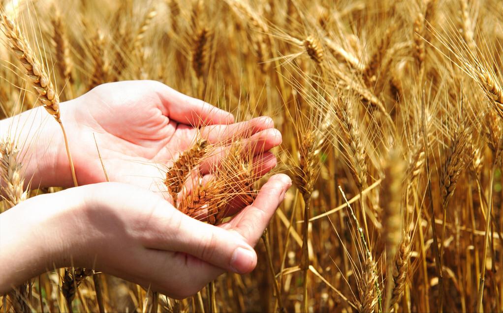 美国粮食价格危机,美国是如何操控世界粮价的