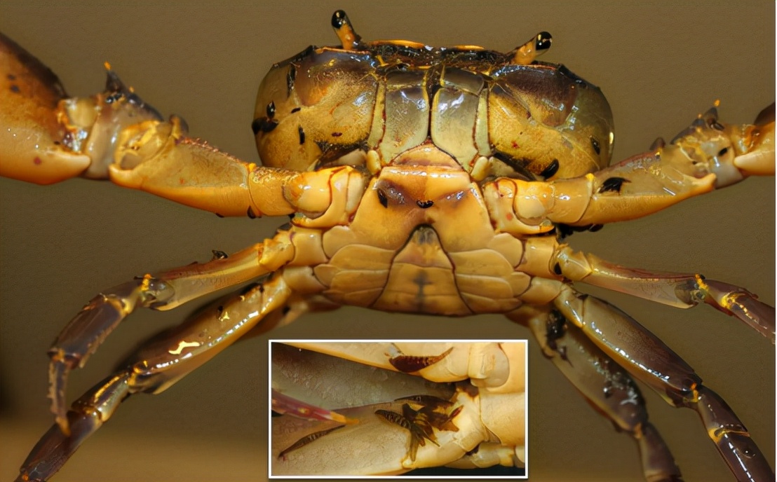 帝王蟹有蟹蛭还可以吃吗,网购帝王蟹上现大量活虫商家