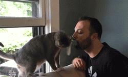 长毛猫撸猫毛工具,哪种撸猫毛的工具好用