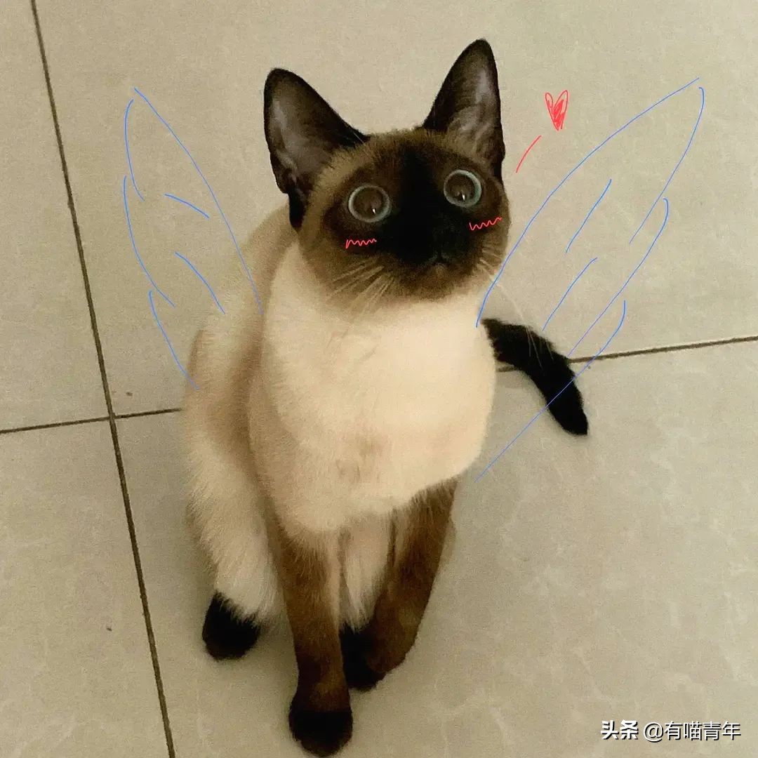 橘猫为什么是魔鬼,橘猫的恐怖之处