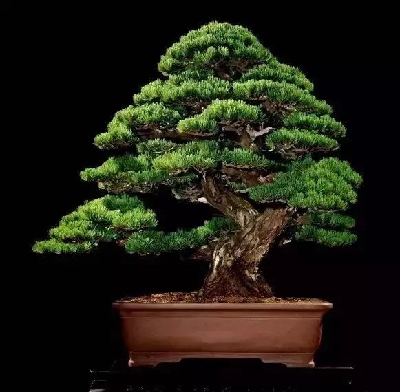 世界上最稀有最名贵的花,世界上最漂亮名贵的花