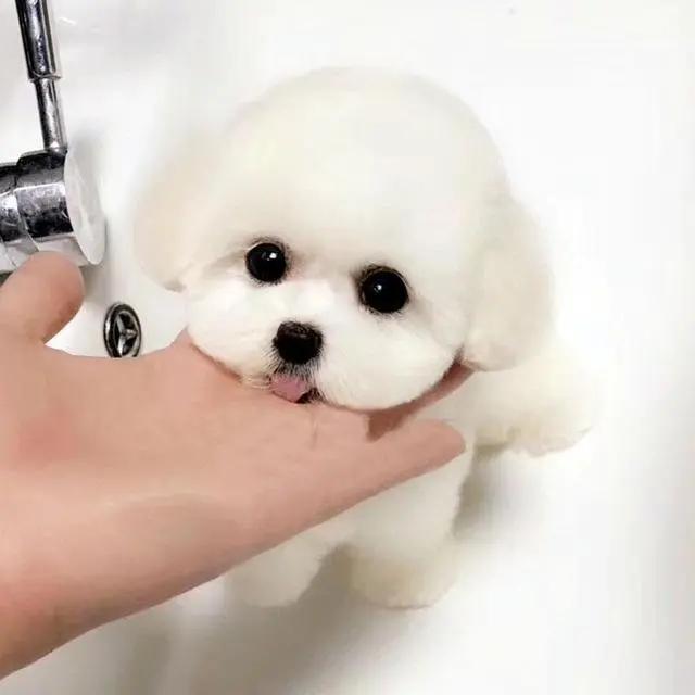 比熊犬有泪痕怎么治,比熊犬有泪痕