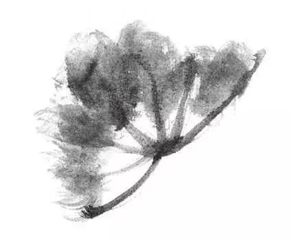 白描荷花的画法图片,如何画荷花国画白描