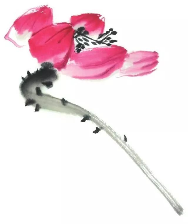 白描荷花100幅画法,荷花的画法白描图