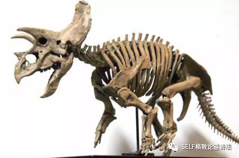 关于恐龙的研究详细,恐龙食谱大全及做法