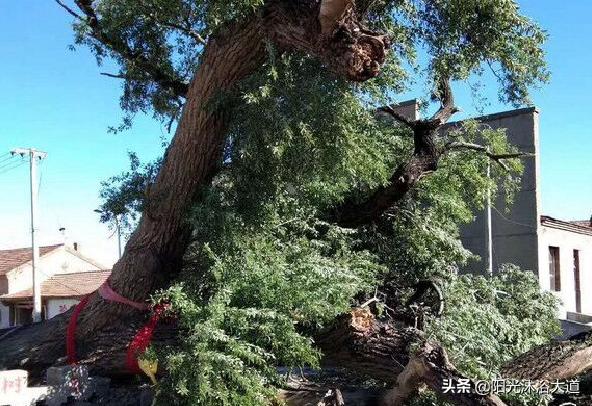 河北杨树叶凉拌的做法,张家口十大传统美食