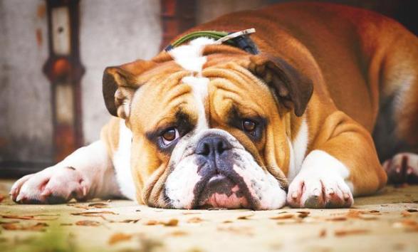 日本五十岁主妇精致生活视频,日本40岁姑娘精致生活