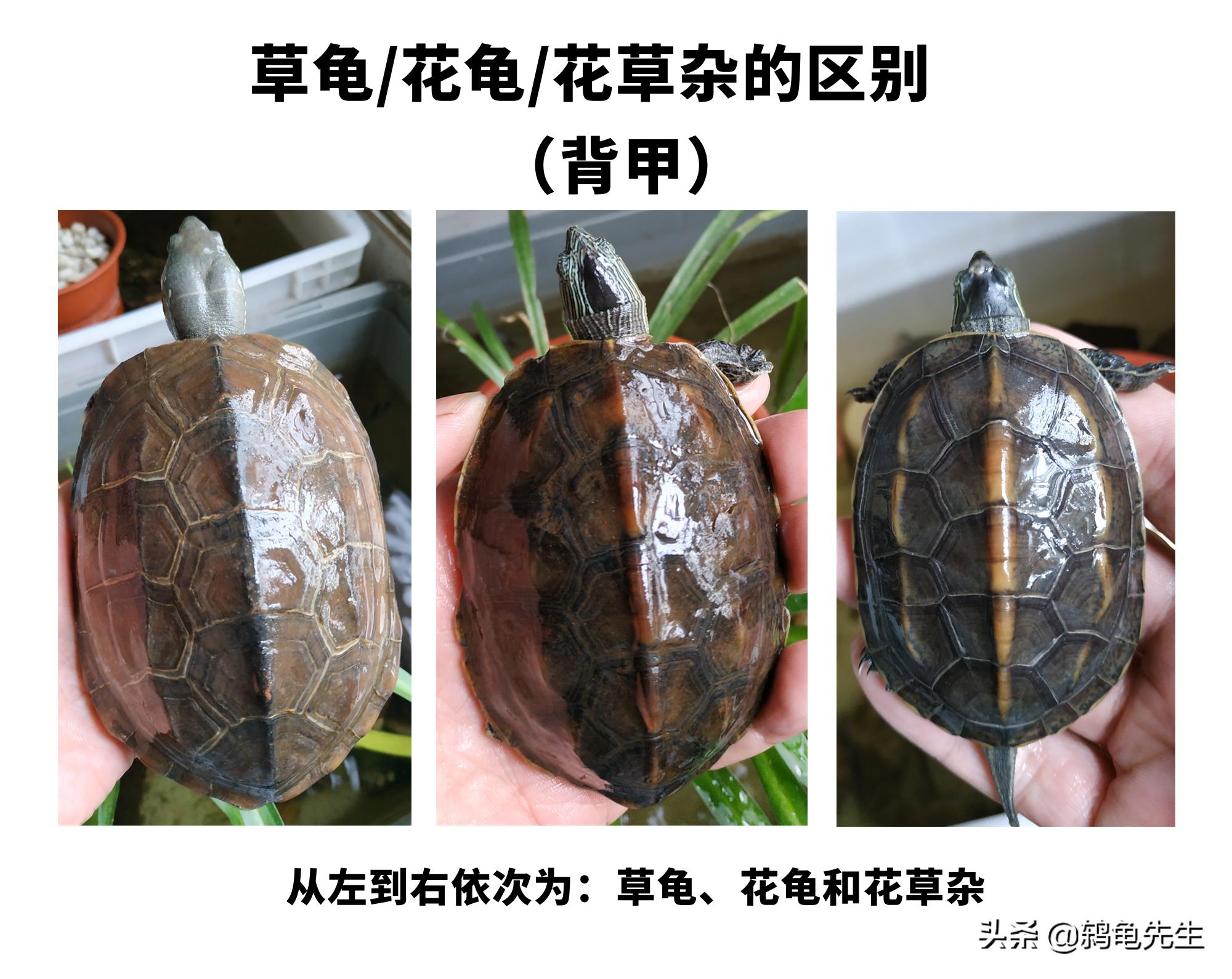 花草杂龟和花龟的区别,乌龟品种大全地图龟和草龟