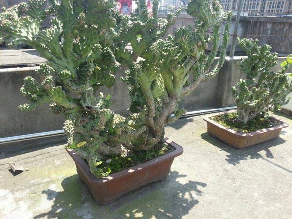 家中最旺财的4种花,旺宅养3种花旺宅又旺财